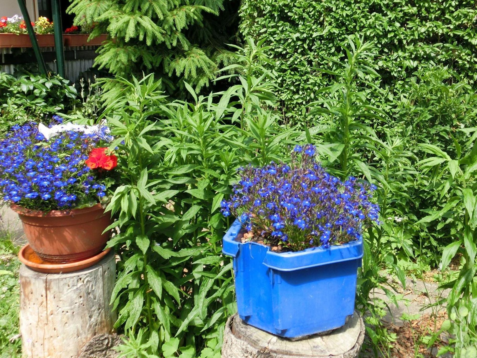 Holiday Home In Cattenstedt Harz With Garden Eksteriør bilde